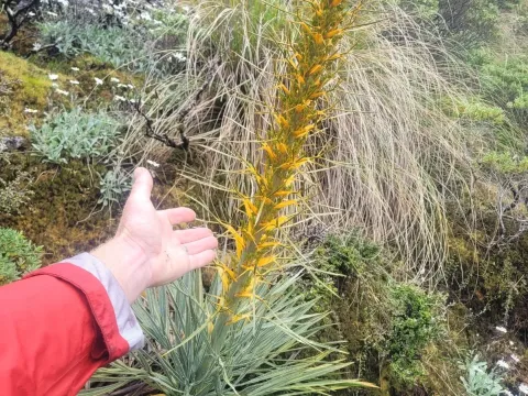 Aciphylla