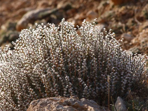 Acantholimon armenum