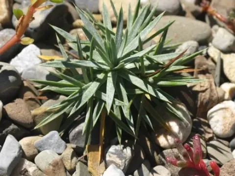 Acantholimon caryophyllaceum