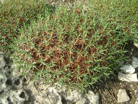 Acantholimon diapensioides