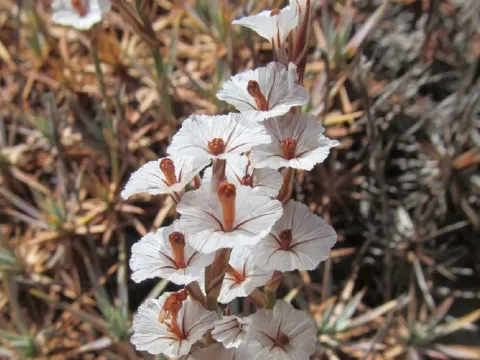 Acantholimon melananthum