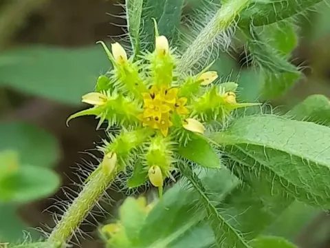 Acanthospermum humile
