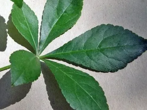 Eleutherococcus giraldii