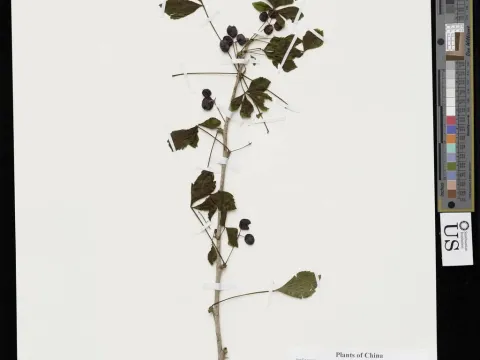 Eleutherococcus nodiflorus