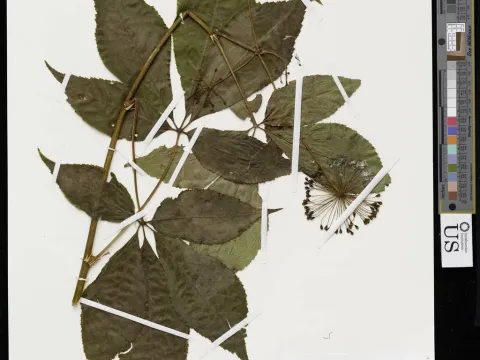 Eleutherococcus leucorrhizus