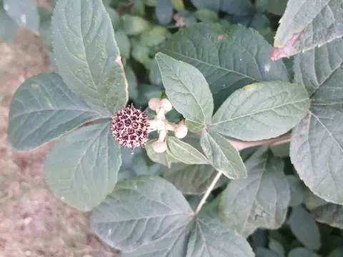 Акантопанакс сидячецветковый