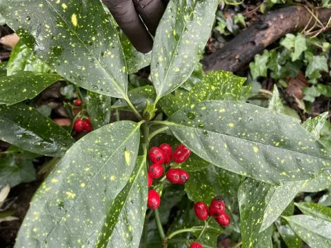 Aucuba