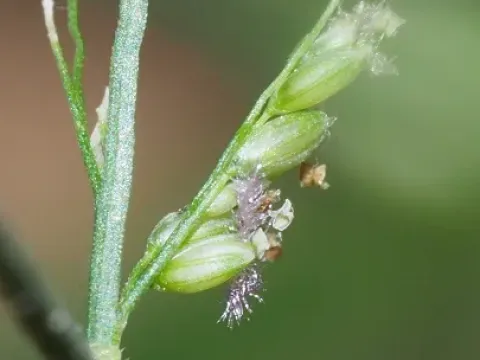 Acroceras munroanum
