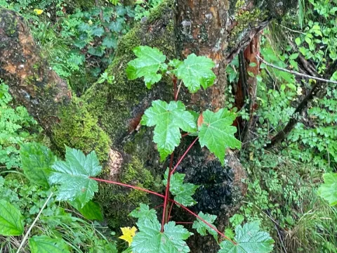 Tail-leaf maple