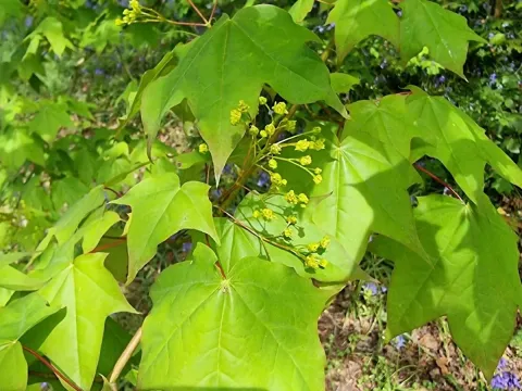 Cappadocian maple