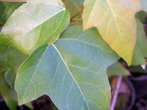 Acer discolor