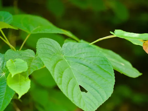 Acer distylum