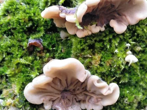 Auricularia
