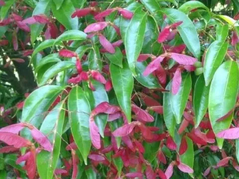 Fabri maple