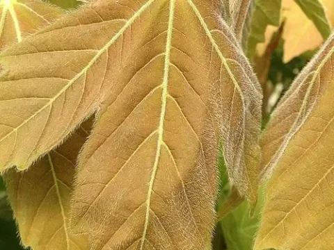 Franchet's Maple