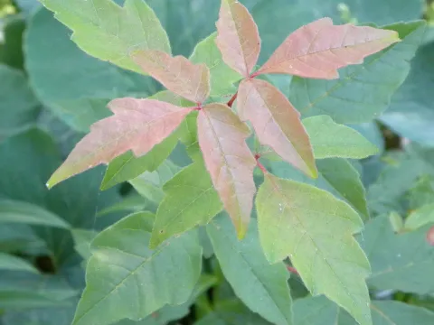 Paperbark maple