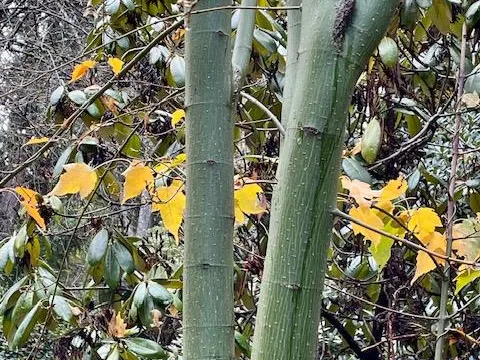Maximowicz maple