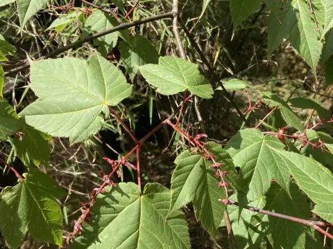 Snakebark maple