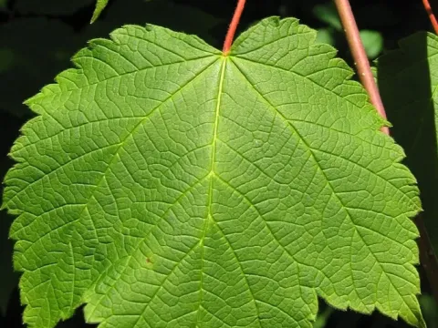 Mountain maple