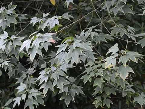 Chinese purple maple
