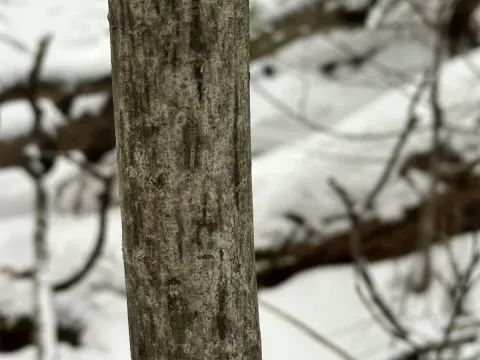 Snakebark maple