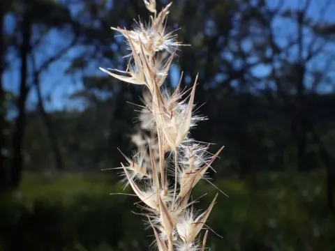 Notodanthonia
