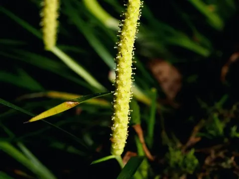 Grassy-leaved sweet flag