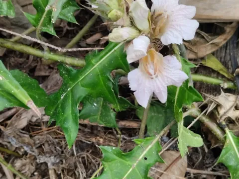 Mountain acanthus