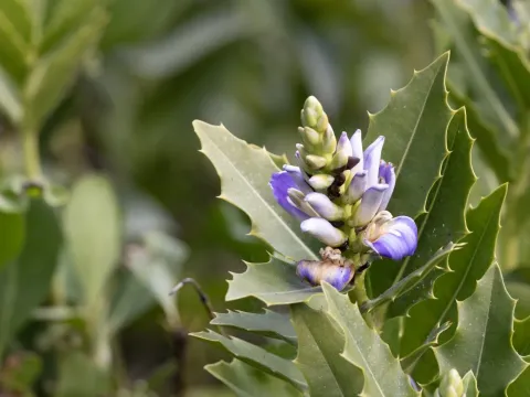 Sea holly