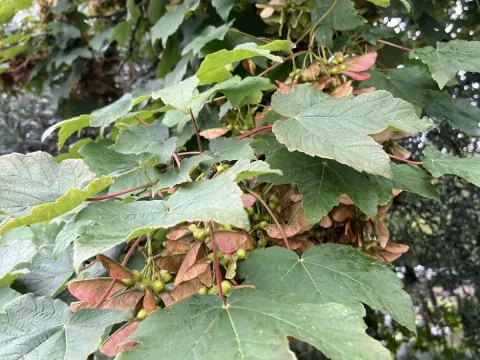 Maple