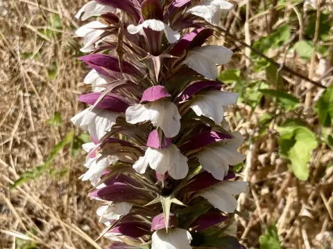 Acanthus spinosus