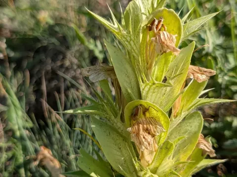 Acanthus hirsutus