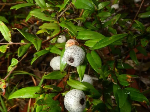 Austromyrtus