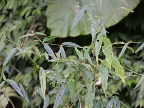 Achyranthes longifolia