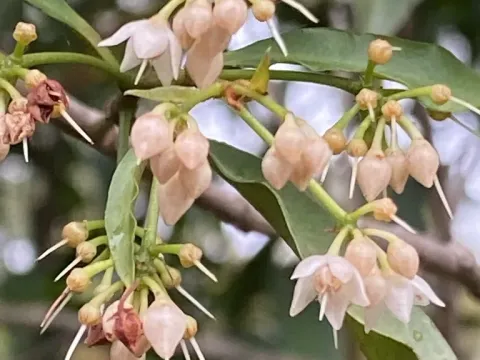 Ardisia