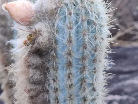 Austrocephalocereus