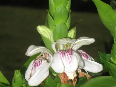 Adhatoda vasica