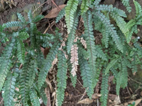 Adiantum hispidulum