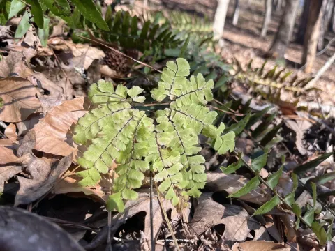 Northern maidenhair fern