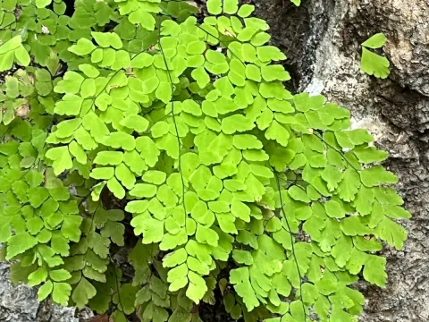 Adiantum tenerum