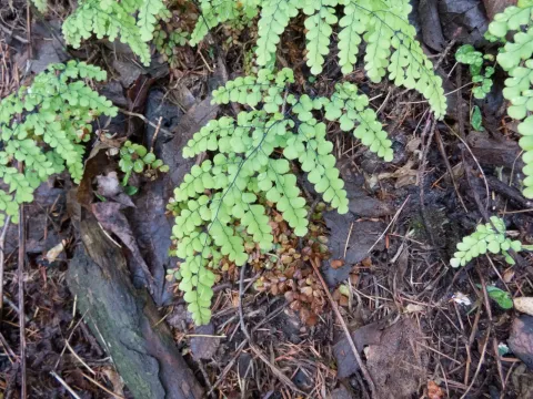 Adiantum venustum