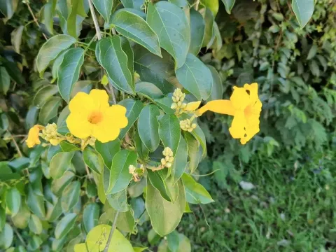 Adenocalymma