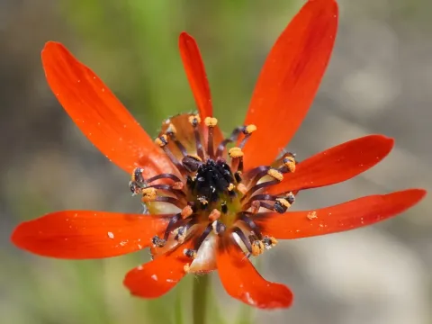 Adonis flammea