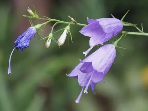 Adenophora