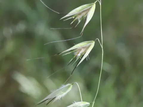 Common oat