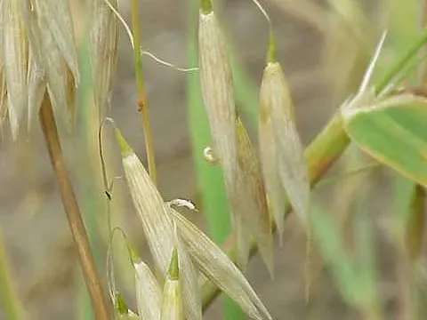 Haussknecht's oat
