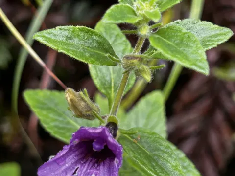 Adenosma