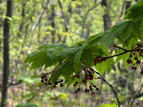 Korean maple