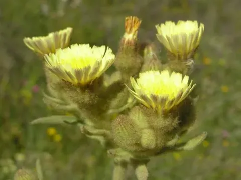 Andryala