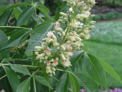 Arnold horse chestnut